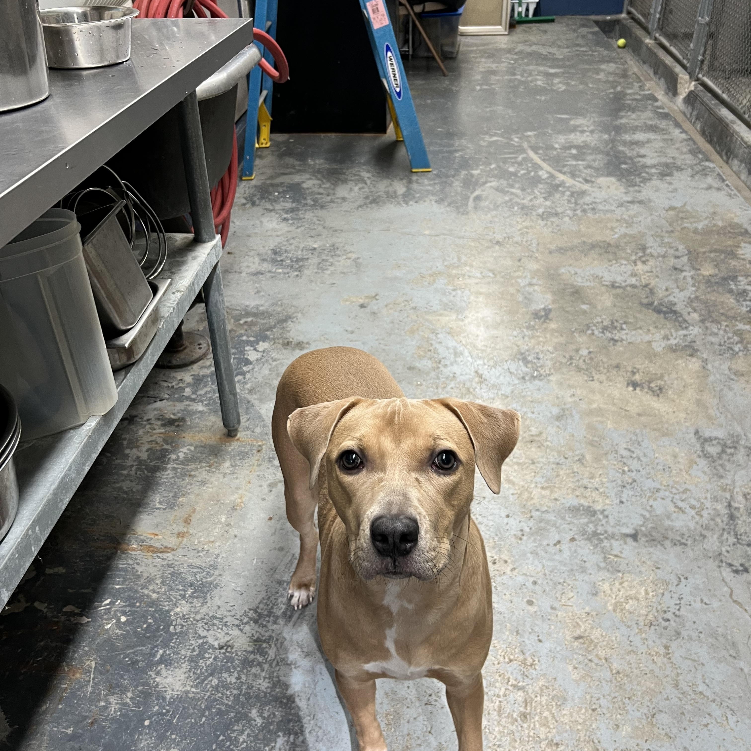 Enlarge Maggie, an adoptable Mixed Breed in Old Saybrook, CT image 3/6