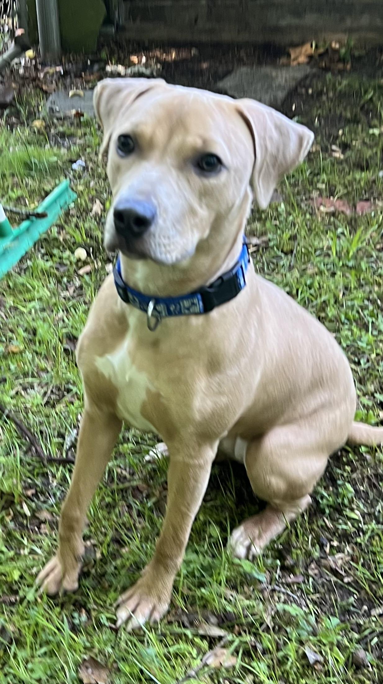 Enlarge Maggie, an adoptable Mixed Breed in Old Saybrook, CT image 1/6