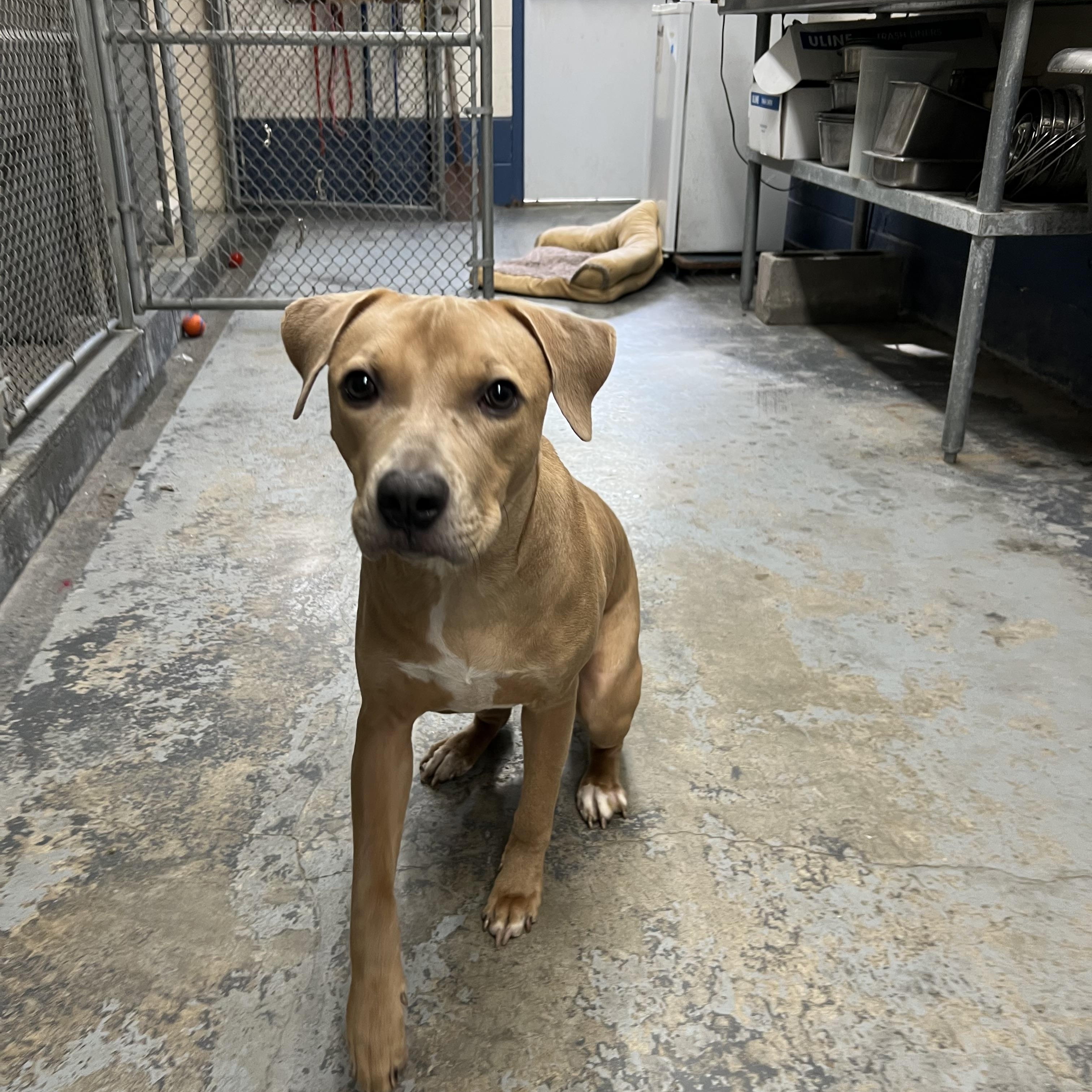 Bugsy, adoptable, Young Female Mixed Breed.
