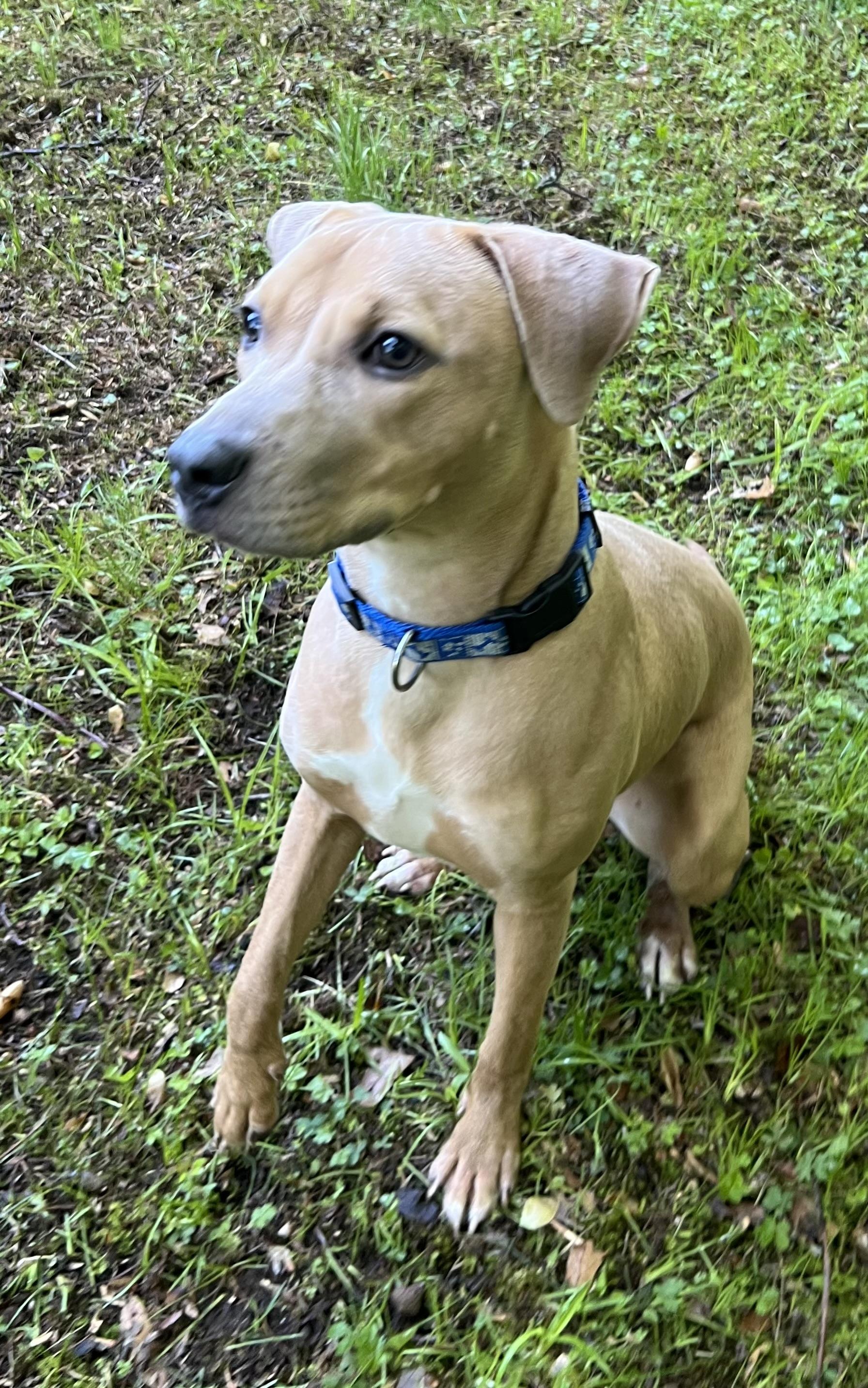 Enlarge Maggie, an adoptable Mixed Breed in Old Saybrook, CT image 6/6