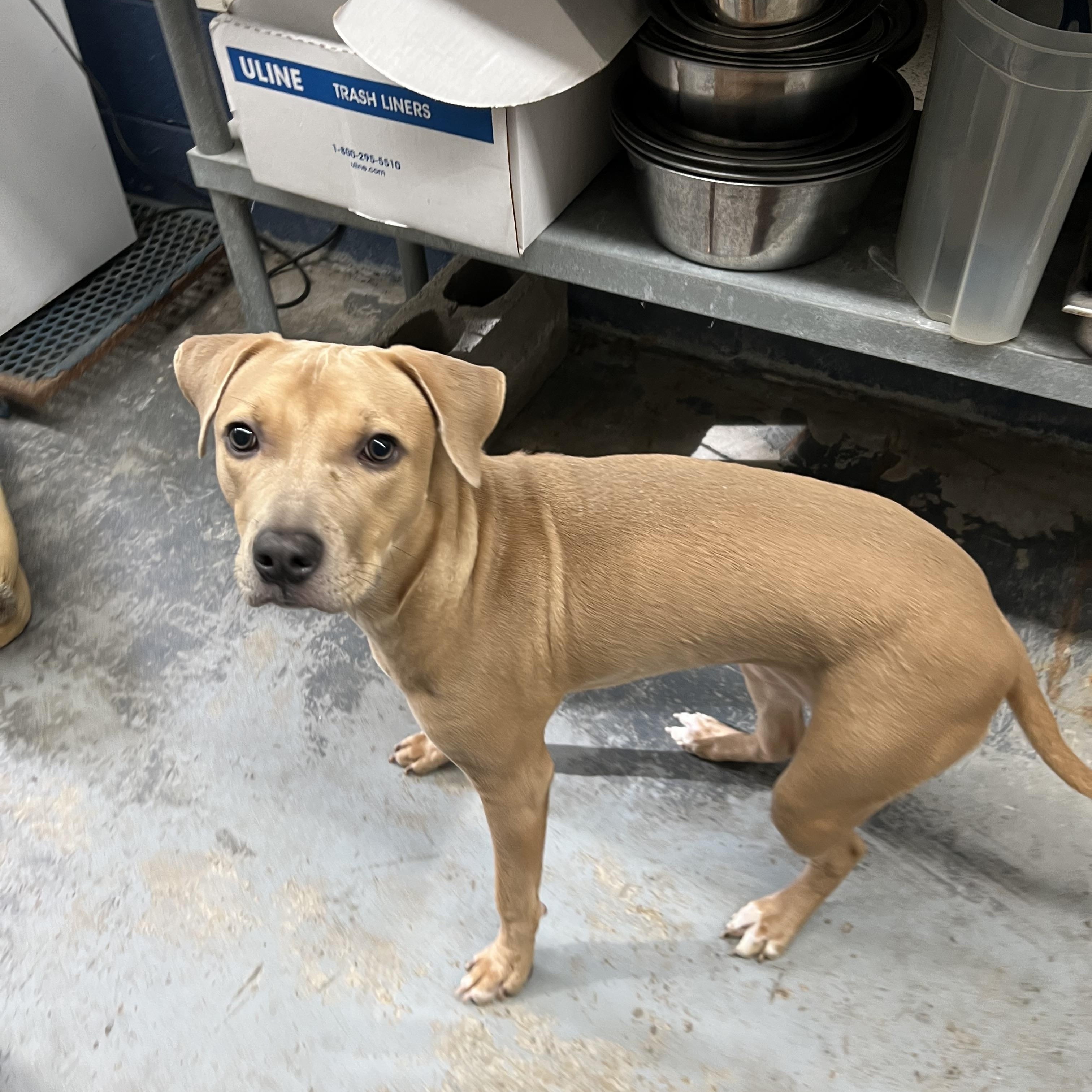 Enlarge Maggie, an adoptable Mixed Breed in Old Saybrook, CT image 4/6
