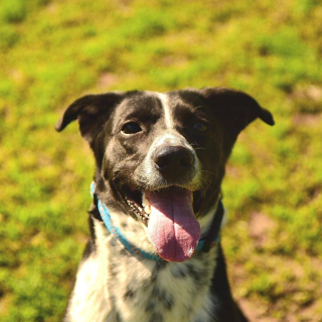 Cali, Adoptable, Adult Female Mixed Breed.