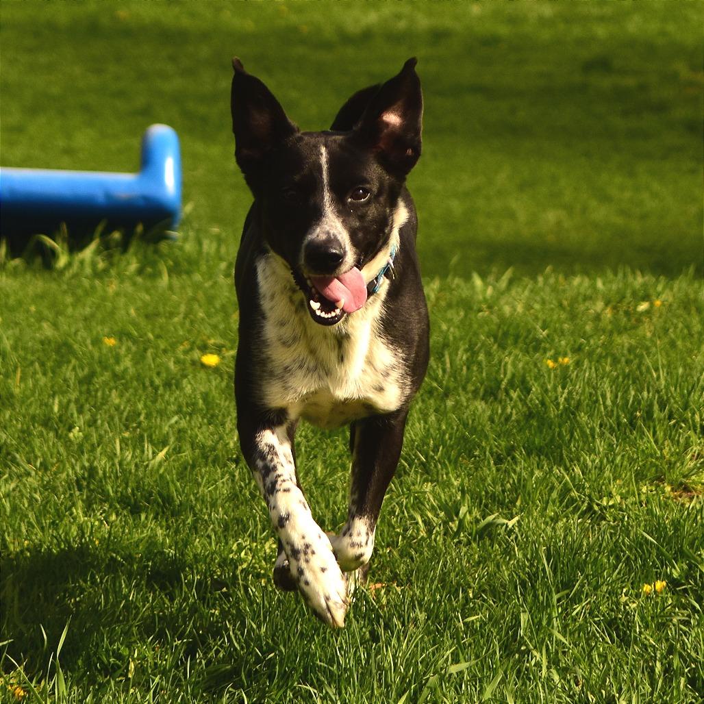 Cali, a Adoptable Mixed Breed in Owosso, MI image 2/6