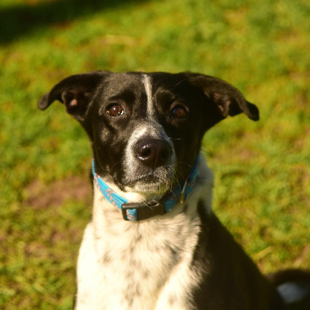 Cali, a Adoptable Mixed Breed in Owosso, MI image 3/6