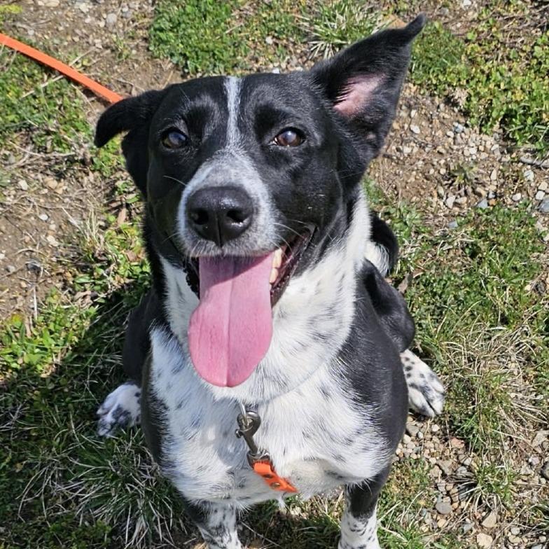 Cali, a Adoptable Mixed Breed in Owosso, MI image 4/6