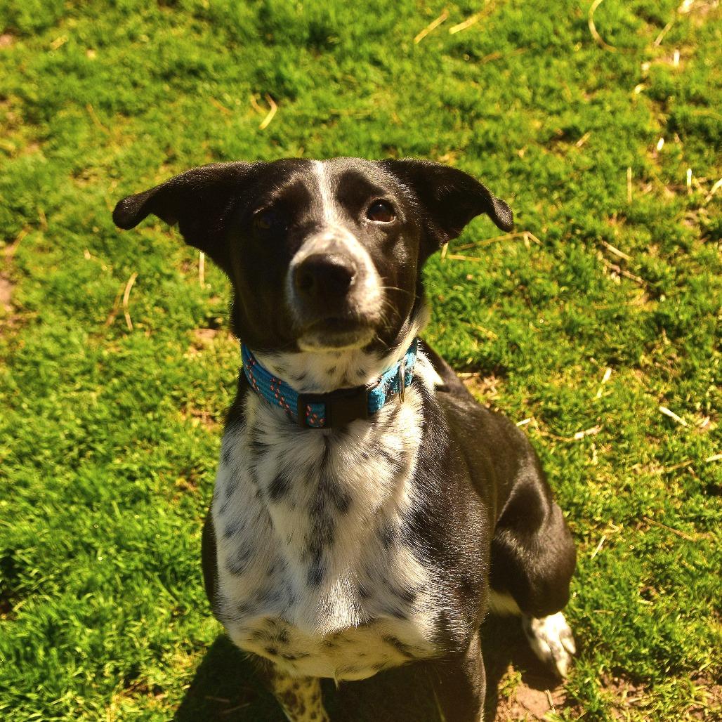 Cali, a Adoptable Mixed Breed in Owosso, MI image 5/6