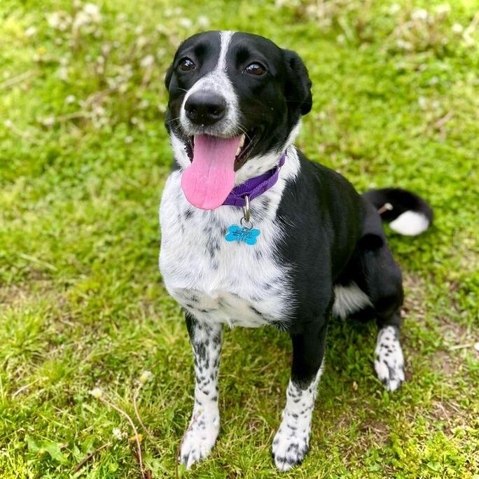 Cali, a Adoptable Mixed Breed in Owosso, MI image 6/6