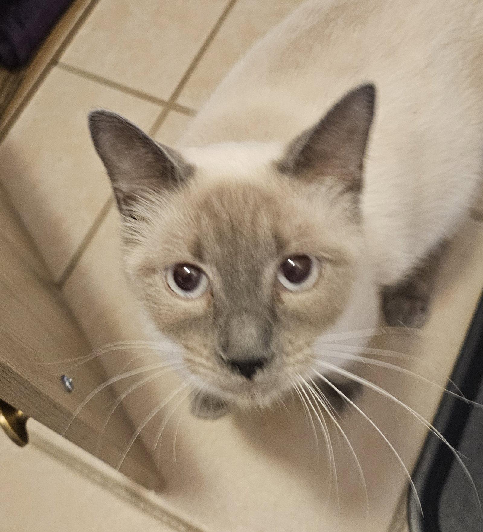 Enlarge Thai, a Adopted mixed breed in Evergreen, CO image 1/1