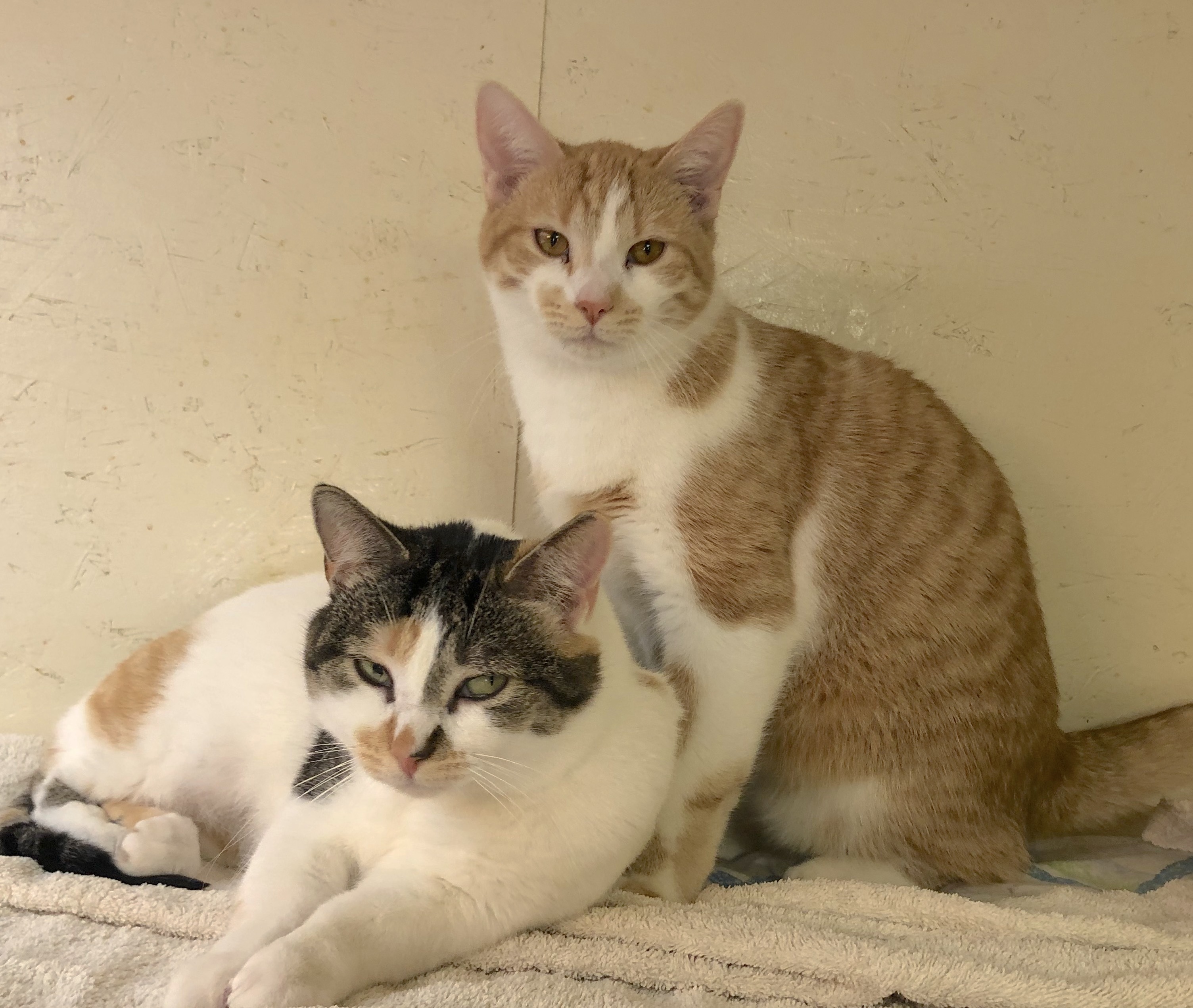 Tatum, a Adoptable Calico in Palmyra, VA image 3/6