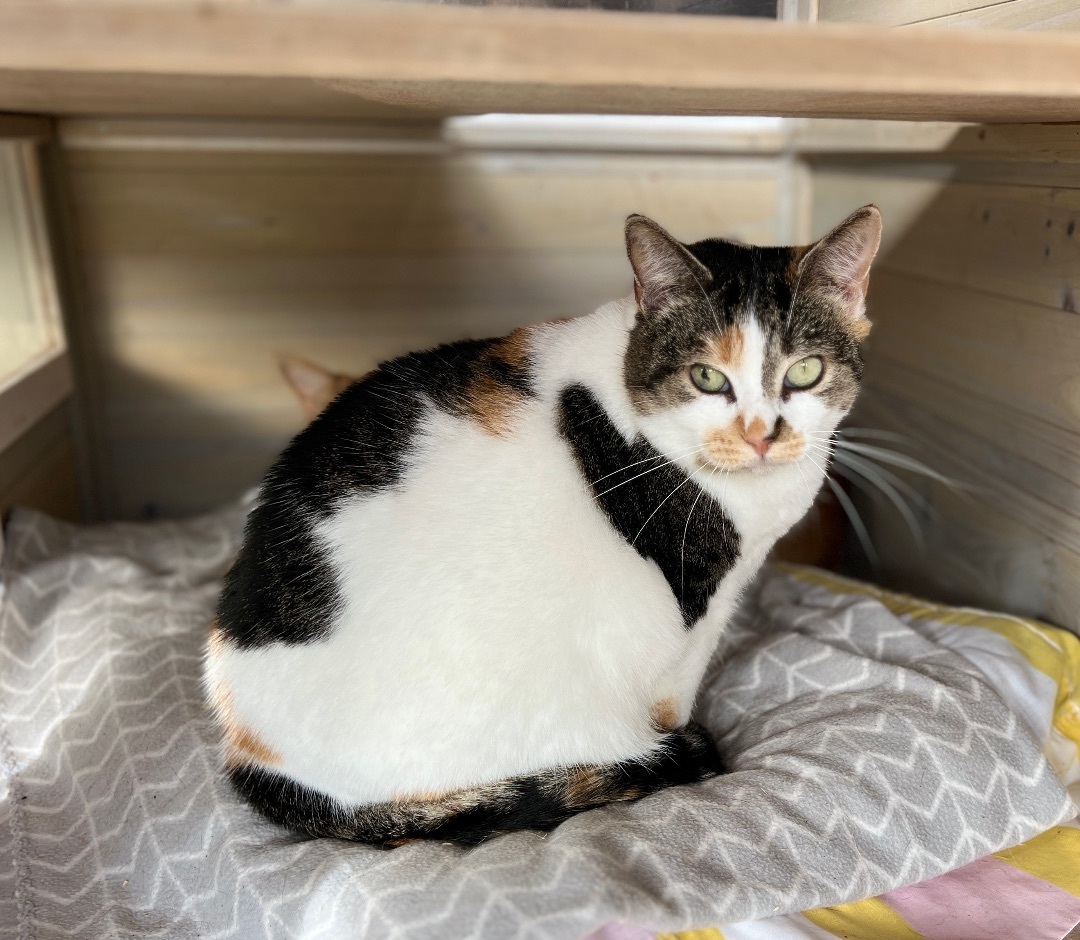 Tatum, a Adoptable Calico in Palmyra, VA image 4/6