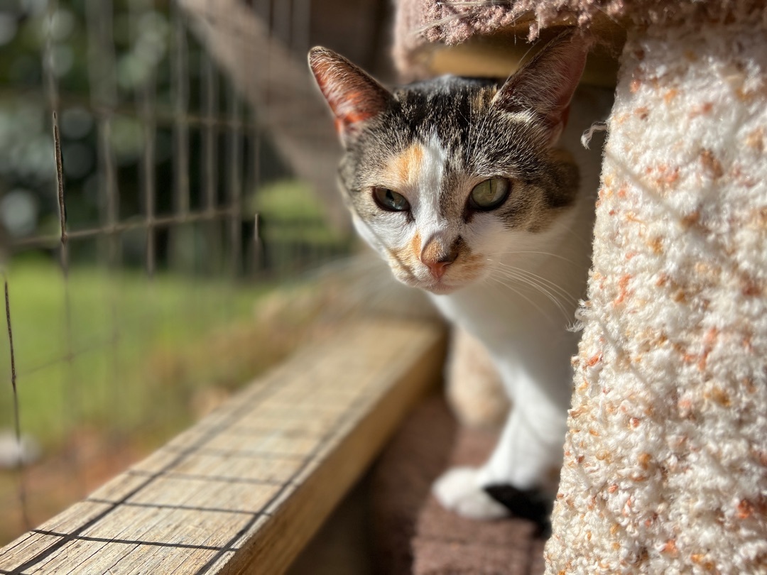Tatum, a Adoptable Calico in Palmyra, VA image 5/6
