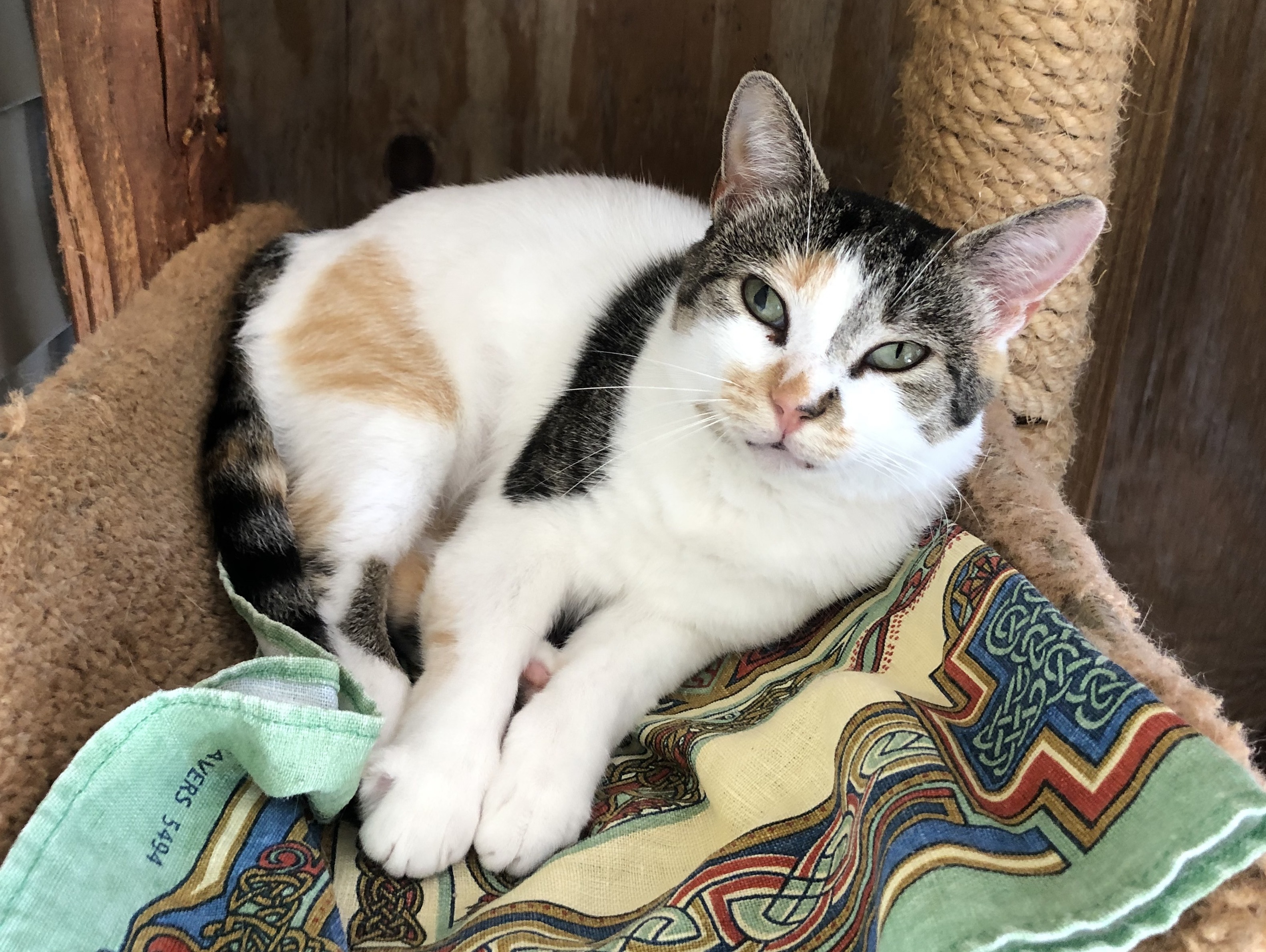 Tatum, a Adoptable Calico in Palmyra, VA image 1/6
