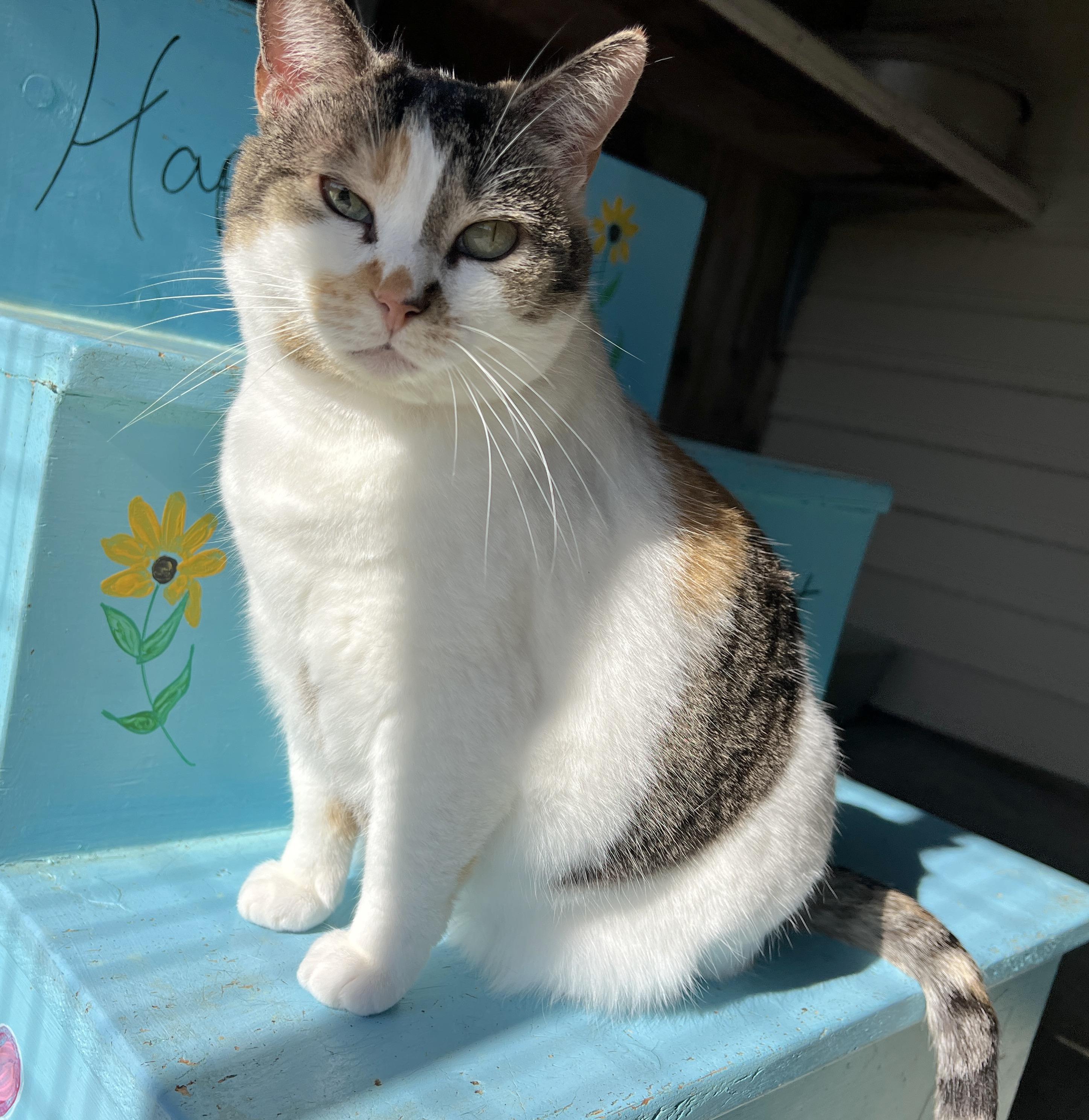 Tatum, a Adoptable Calico in Palmyra, VA image 2/6
