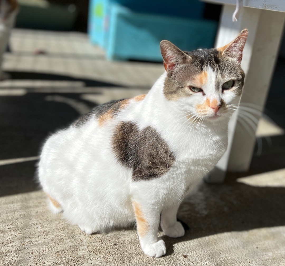 Tatum, a Adoptable Calico in Palmyra, VA image 6/6