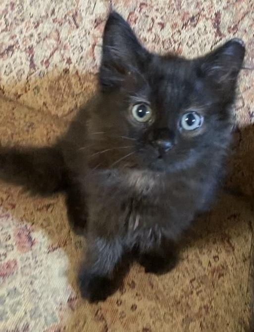 Coco Puff, ADOPTABLE, Kitten Female Domestic Long Hair.