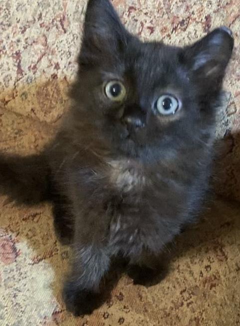 Coco Puff, a ADOPTABLE Domestic Long Hair in Charlotte, NC image 3/3