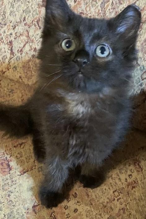Coco Puff, a ADOPTABLE Domestic Long Hair in Charlotte, NC image 2/3