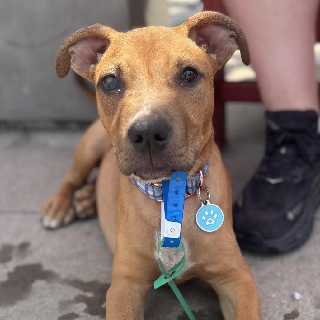Enlarge Oliver JR, a Adoptable Pit Bull Terrier in St. Peters, MO image 2/6