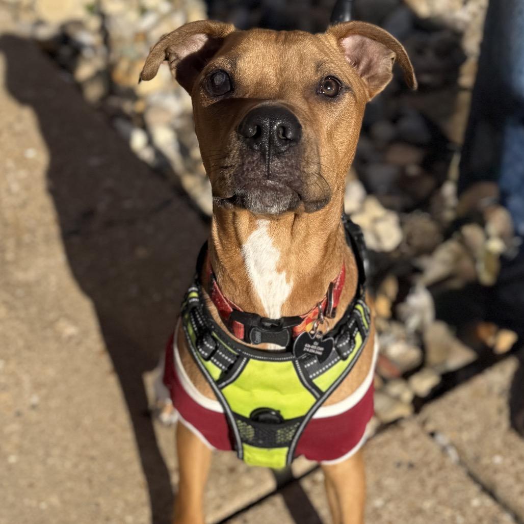 Enlarge Oliver JR, a Adoptable Pit Bull Terrier in St. Peters, MO image 3/6