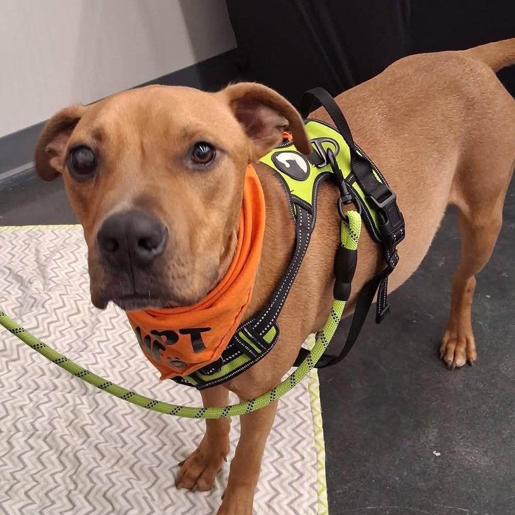 Enlarge Oliver JR, a Adoptable Pit Bull Terrier in St. Peters, MO image 4/6