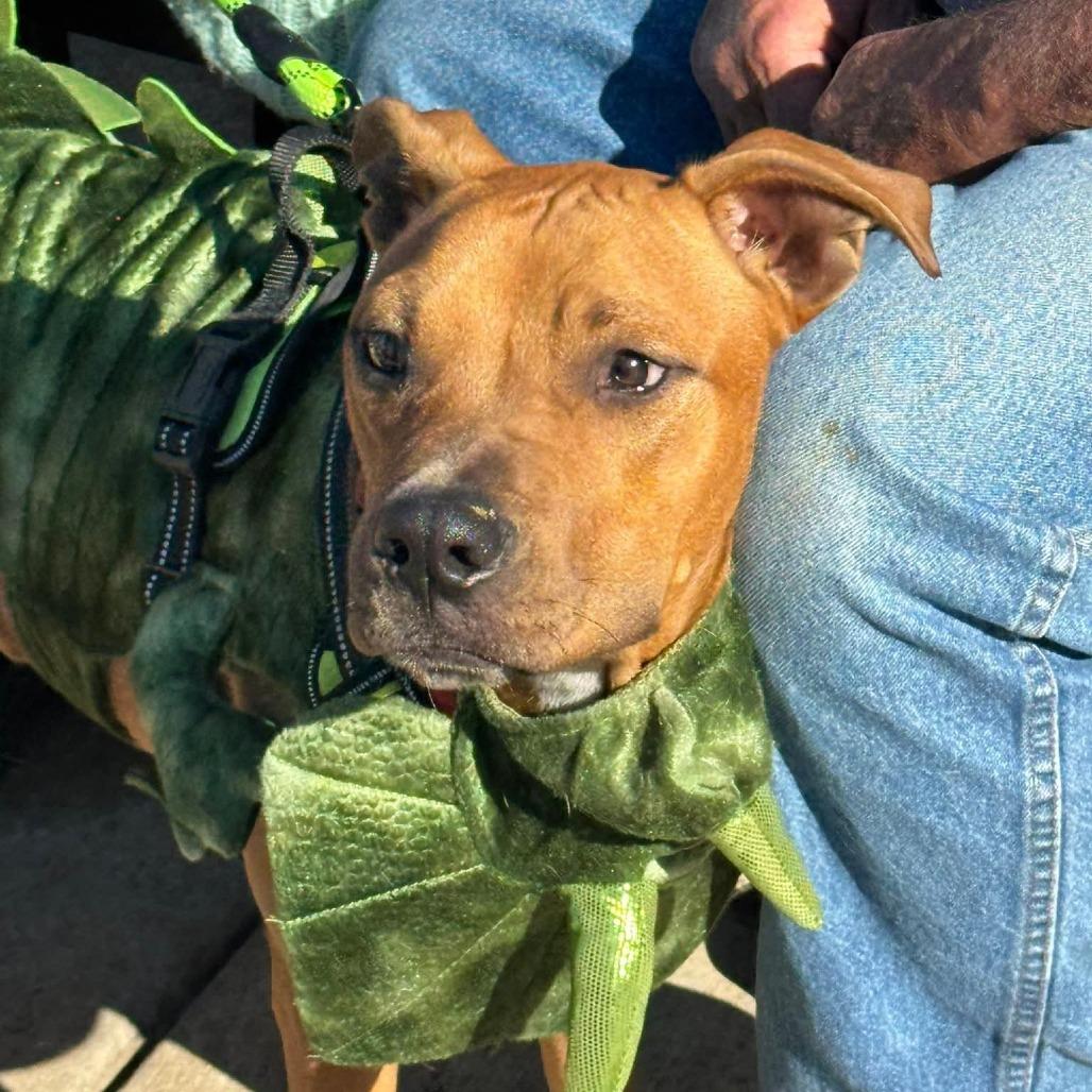 Enlarge Oliver JR, a Adoptable Pit Bull Terrier in St. Peters, MO image 5/6