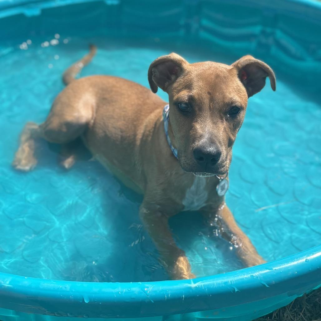 Enlarge Oliver JR, a Adoptable Pit Bull Terrier in St. Peters, MO image 6/6