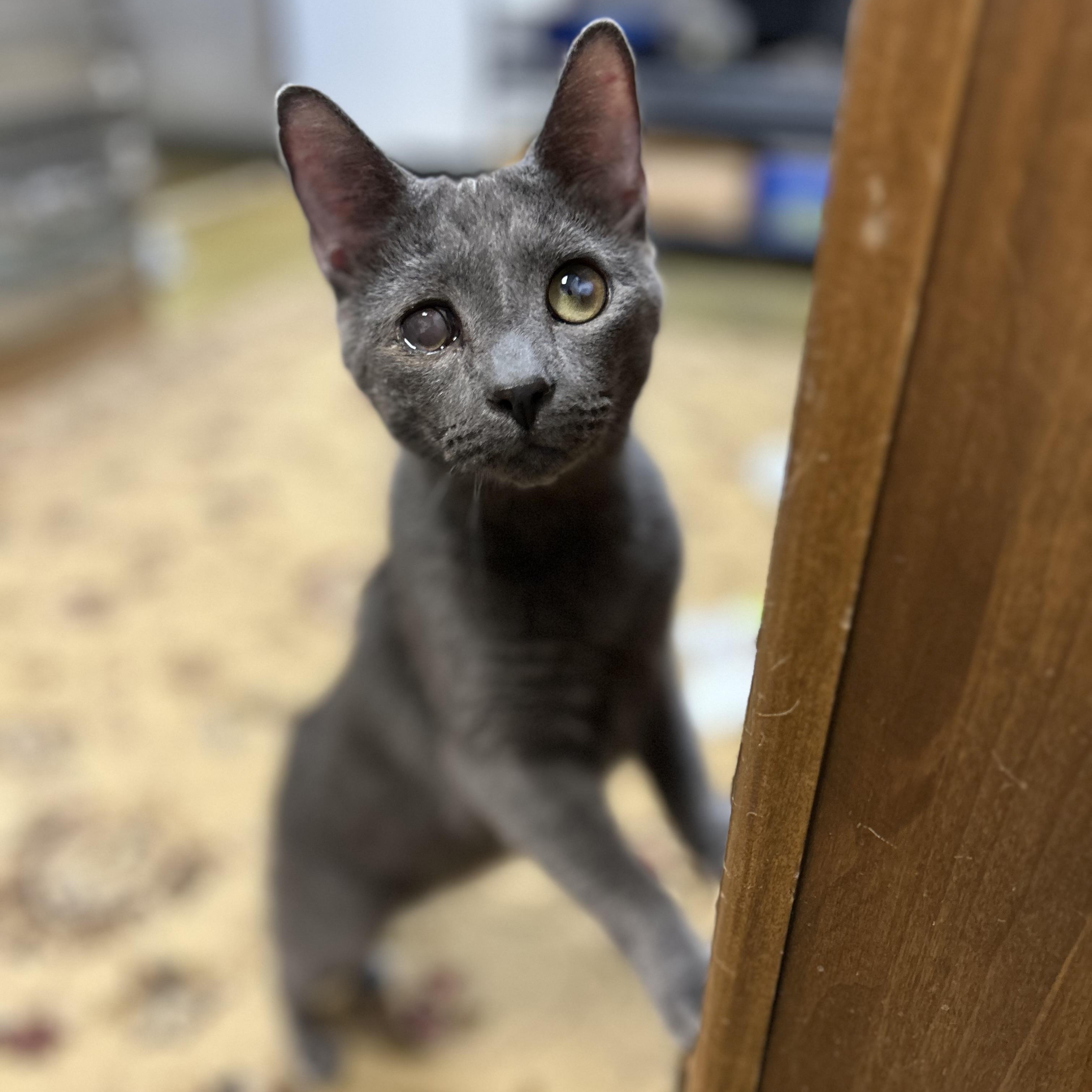 Cortez, Young Male Domestic Short Hair