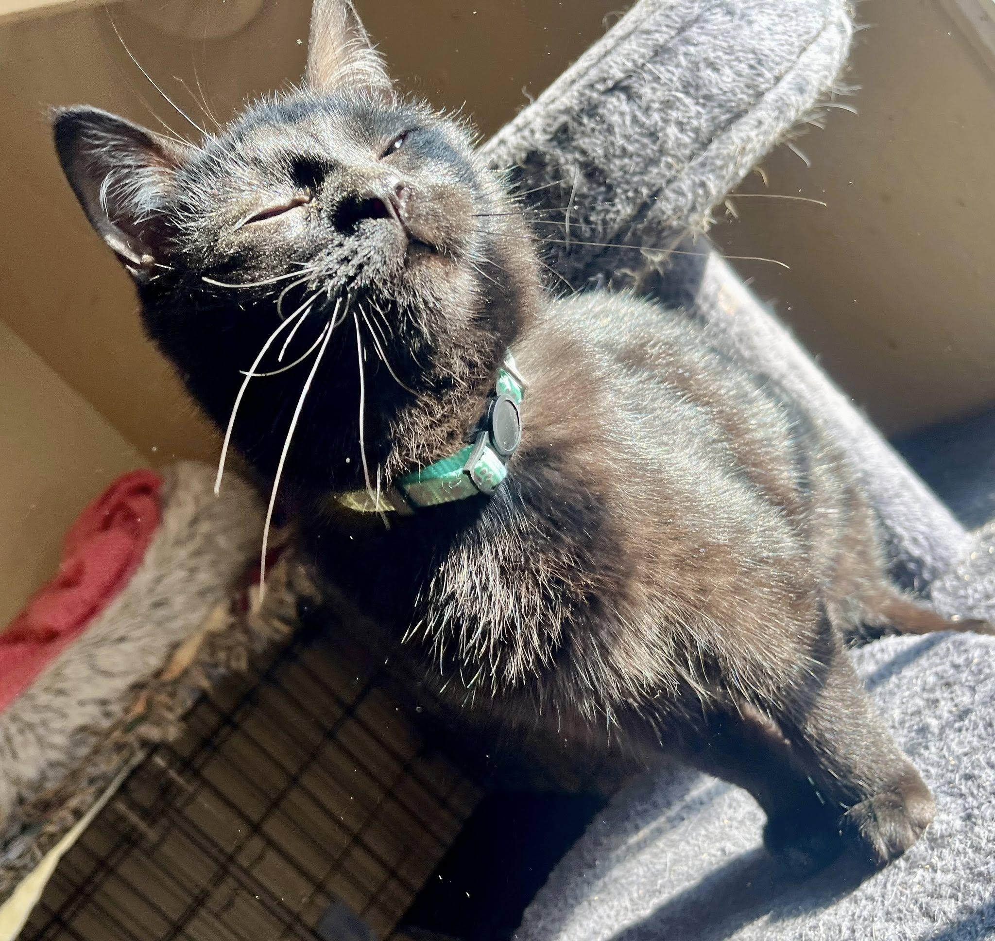 Mac and Cheese, ADOPTABLE, Young Male American Shorthair.