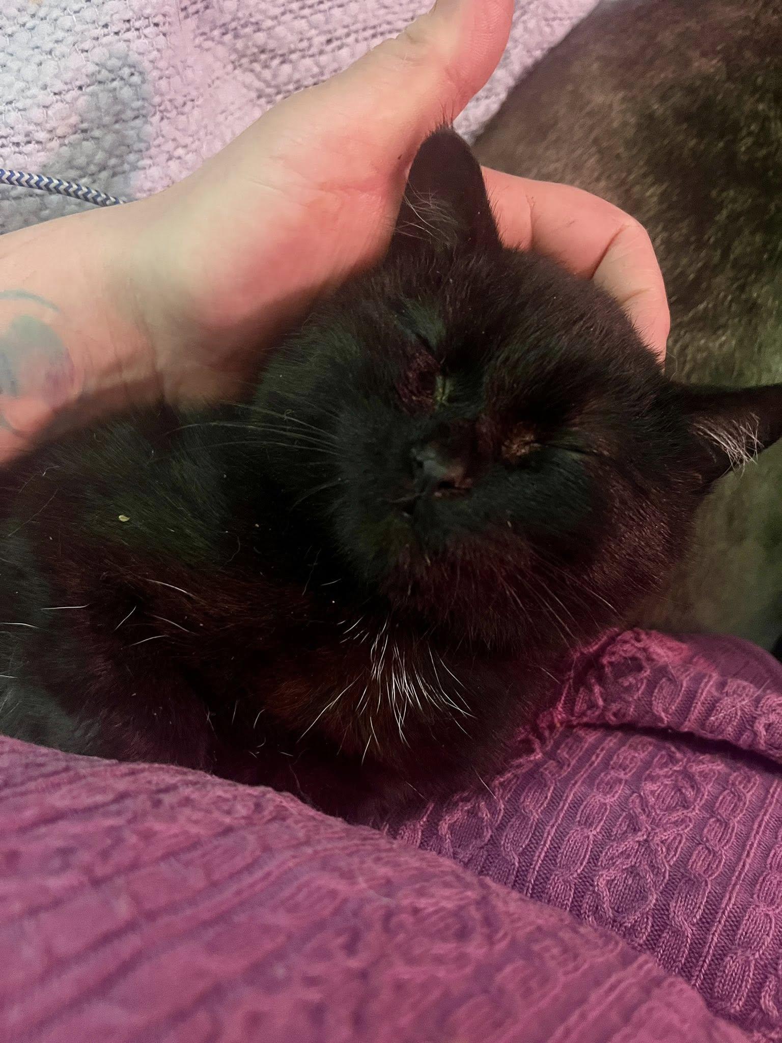 Mac and Cheese, a ADOPTABLE American Shorthair in Elkland, PA image 4/4