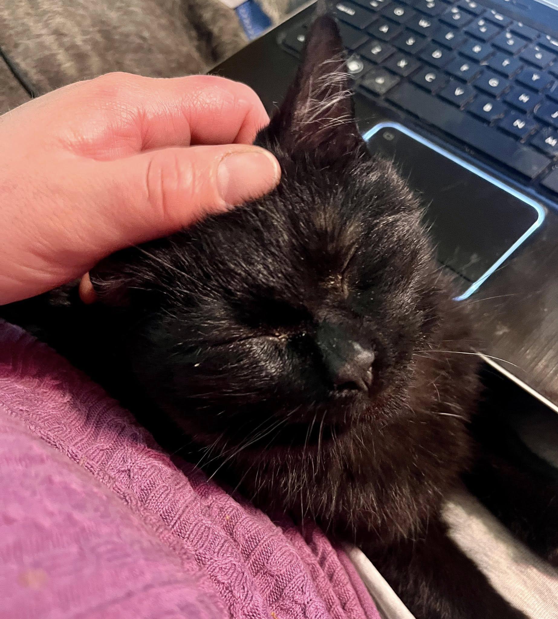 Mac and Cheese, a ADOPTABLE American Shorthair in Elkland, PA image 3/4