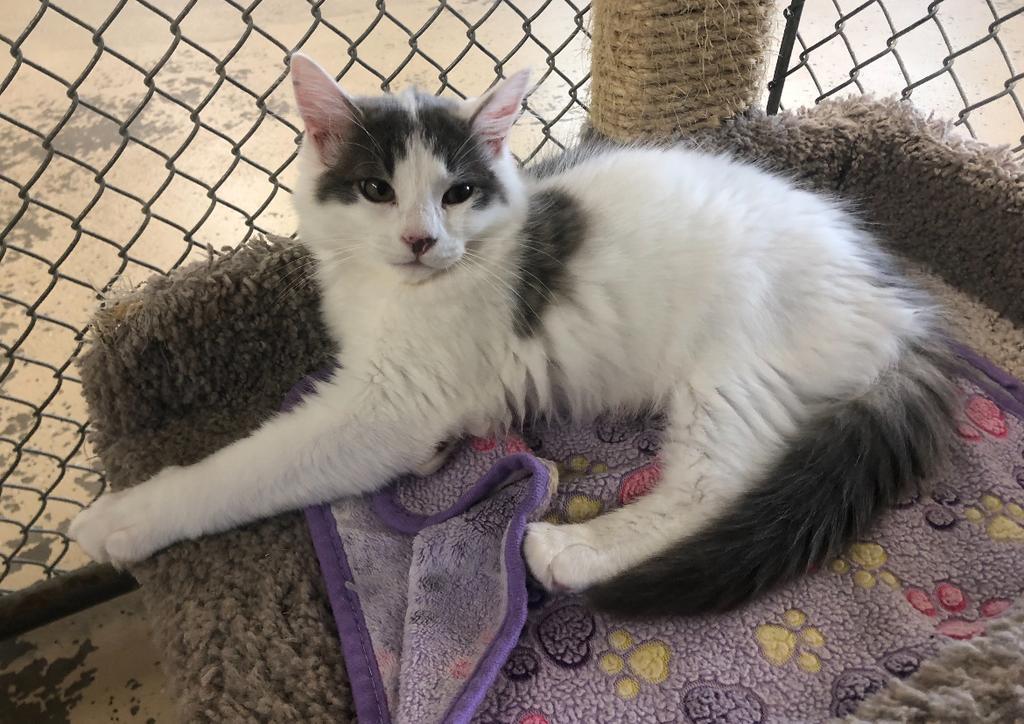 Malone, Adoptable, Young Male Domestic Medium Hair.