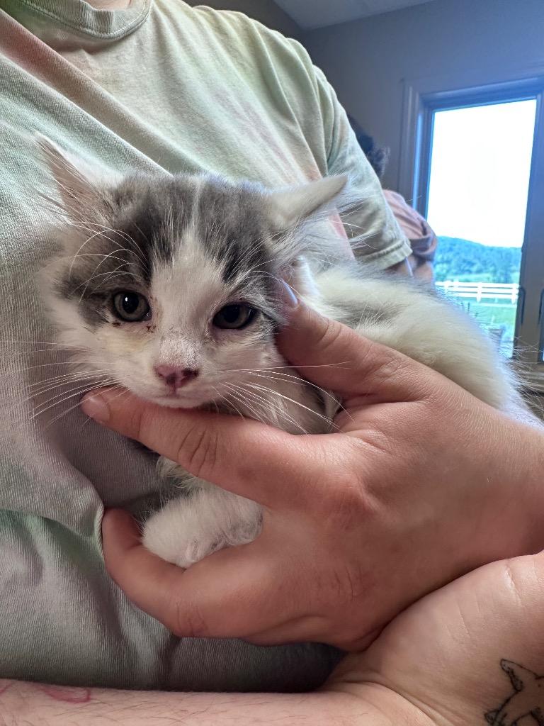 Enlarge Malone, a Adoptable mixed breed in Waverly, NY image 2/4