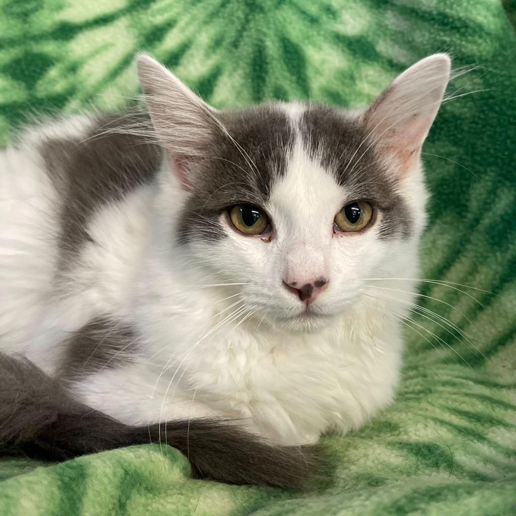 Enlarge Malone, a Adoptable mixed breed in Waverly, NY image 3/4