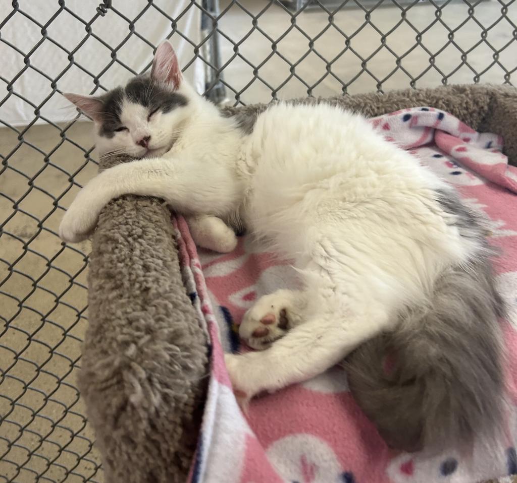 Enlarge Malone, a Adoptable mixed breed in Waverly, NY image 4/4