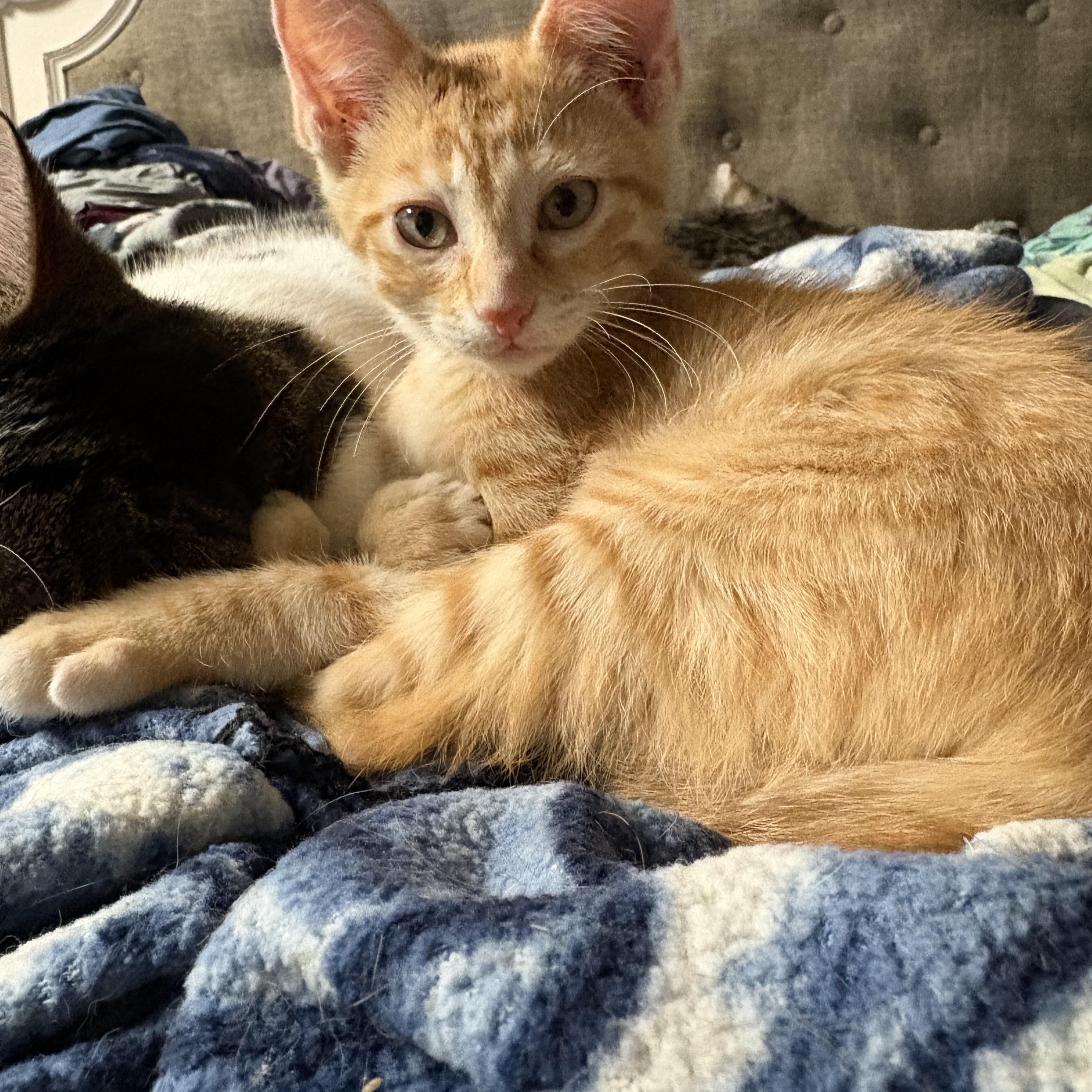 Barbados, Adopted, Kitten Male Domestic Short Hair.