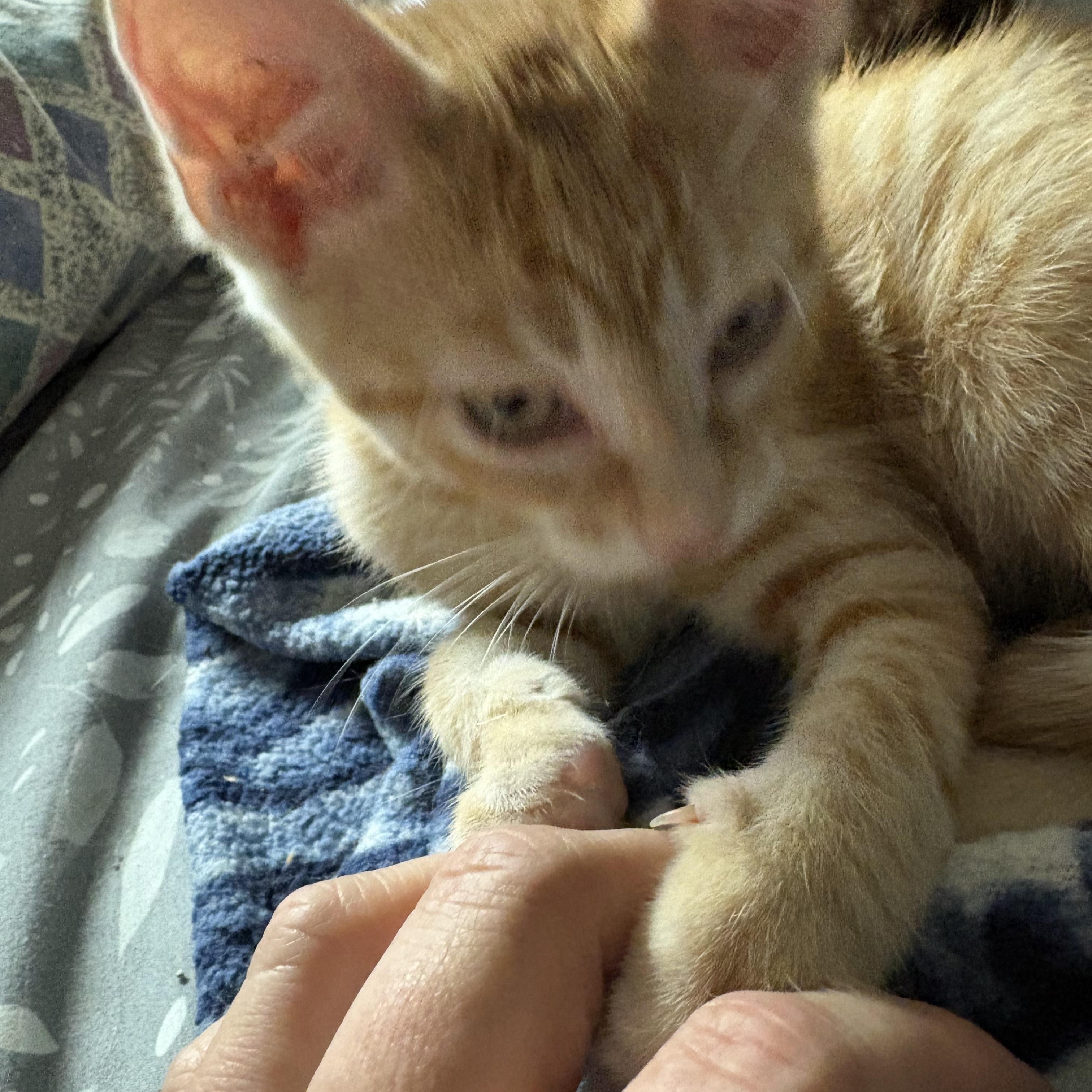 Enlarge Barbados, a Adopted Domestic Short Hair in Highland, IN image 3/3