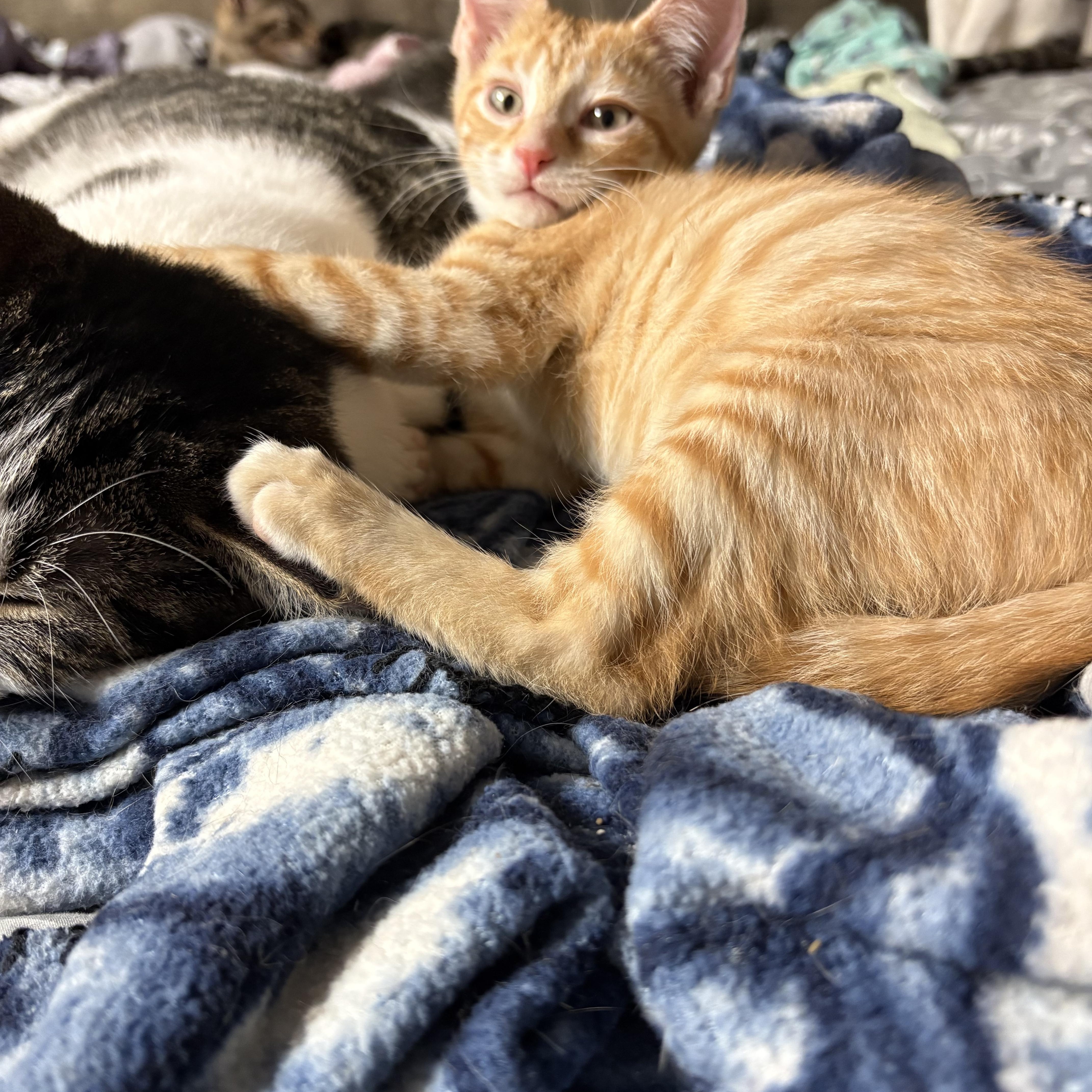 Enlarge Barbados, a Adopted Domestic Short Hair in Highland, IN image 2/3