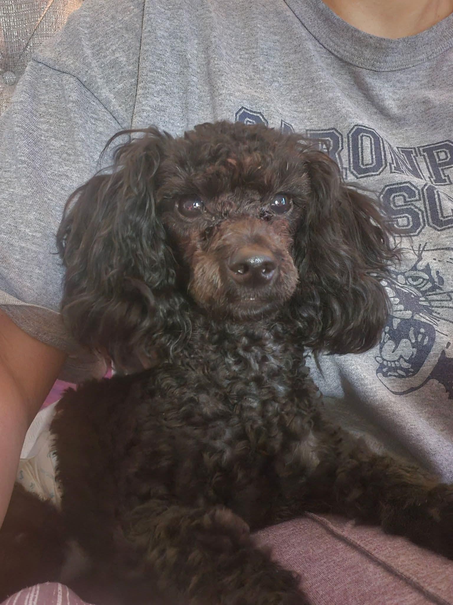 Enlarge Odin, a Adoptable Poodle (Toy) in Beaumont, AB image 1/1