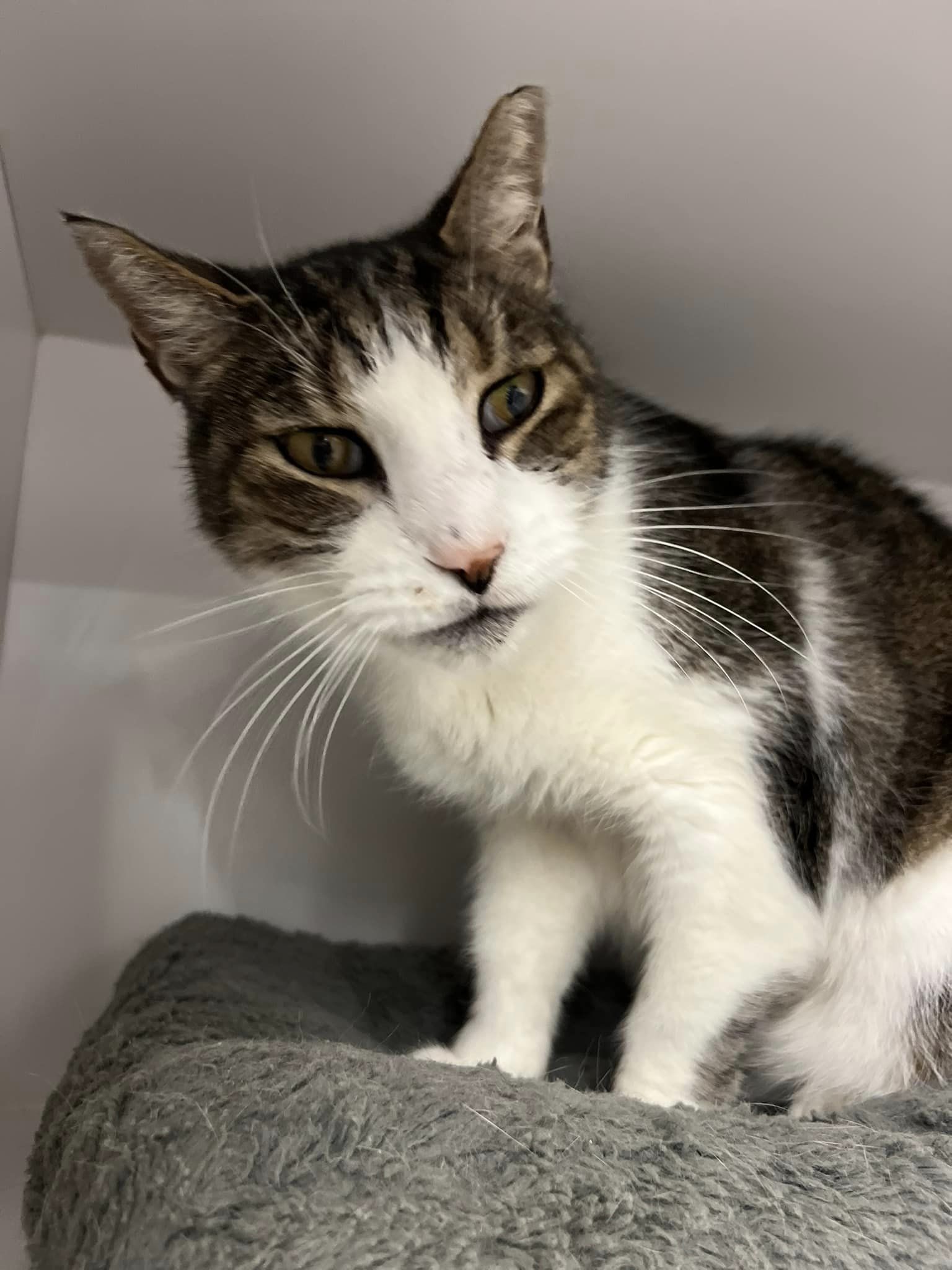 Cat for adoption Grumbles, a Domestic Short Hair in Cleveland, OH