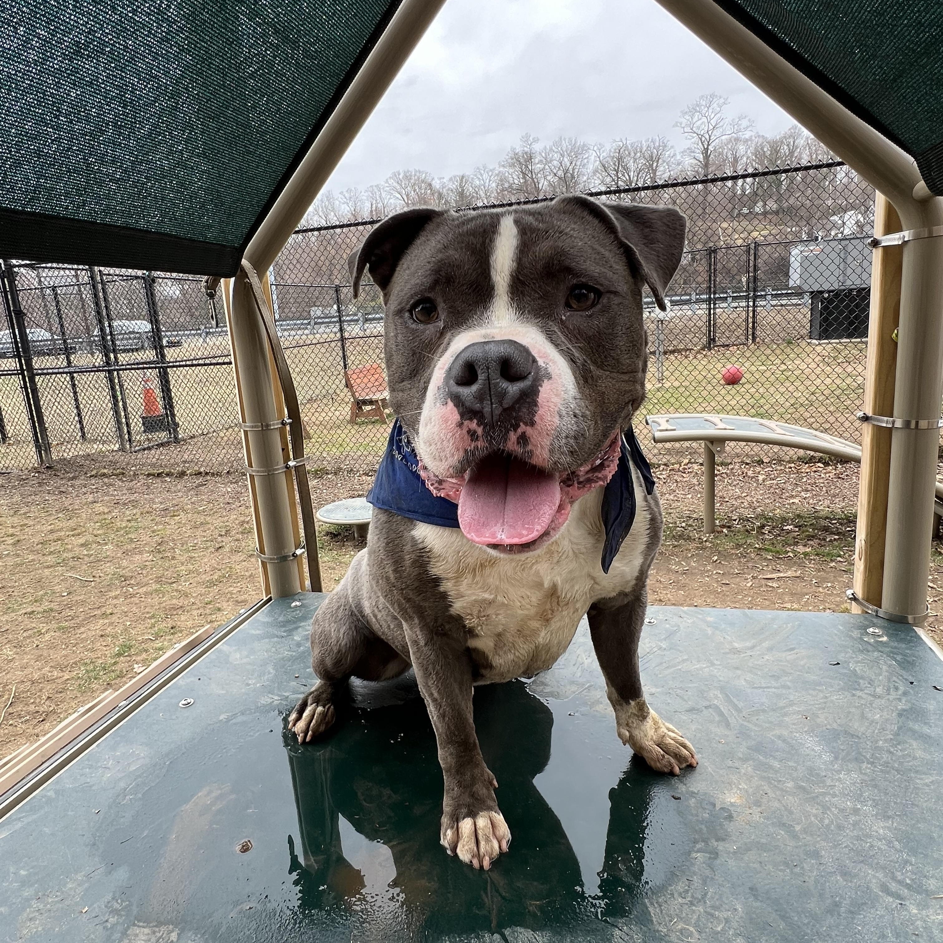 Tank, a Adoptable mixed breed in Yonkers, NY image 3/6