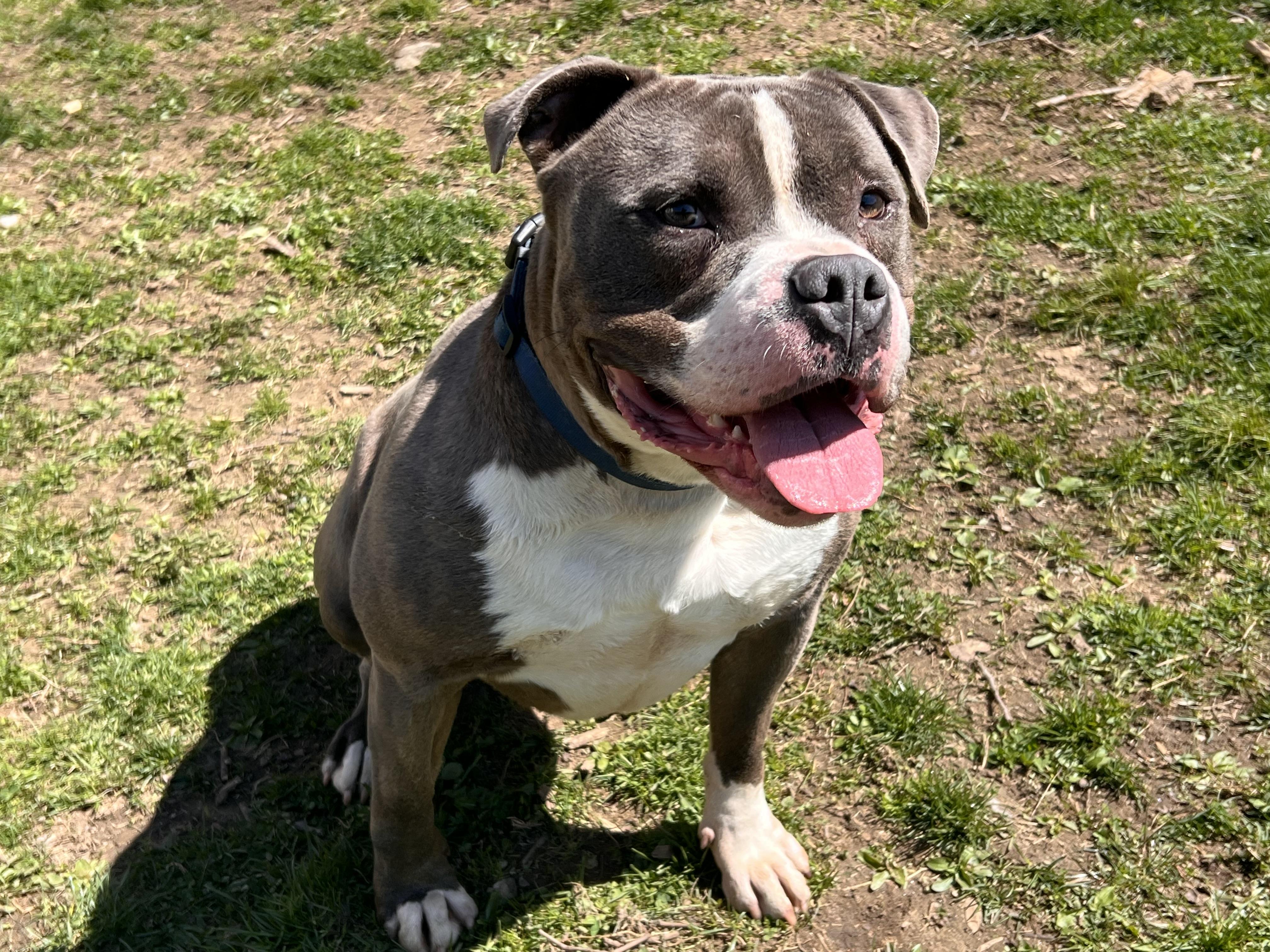 Enlarge Tank, a Adoptable mixed breed in Yonkers, NY image 2/6