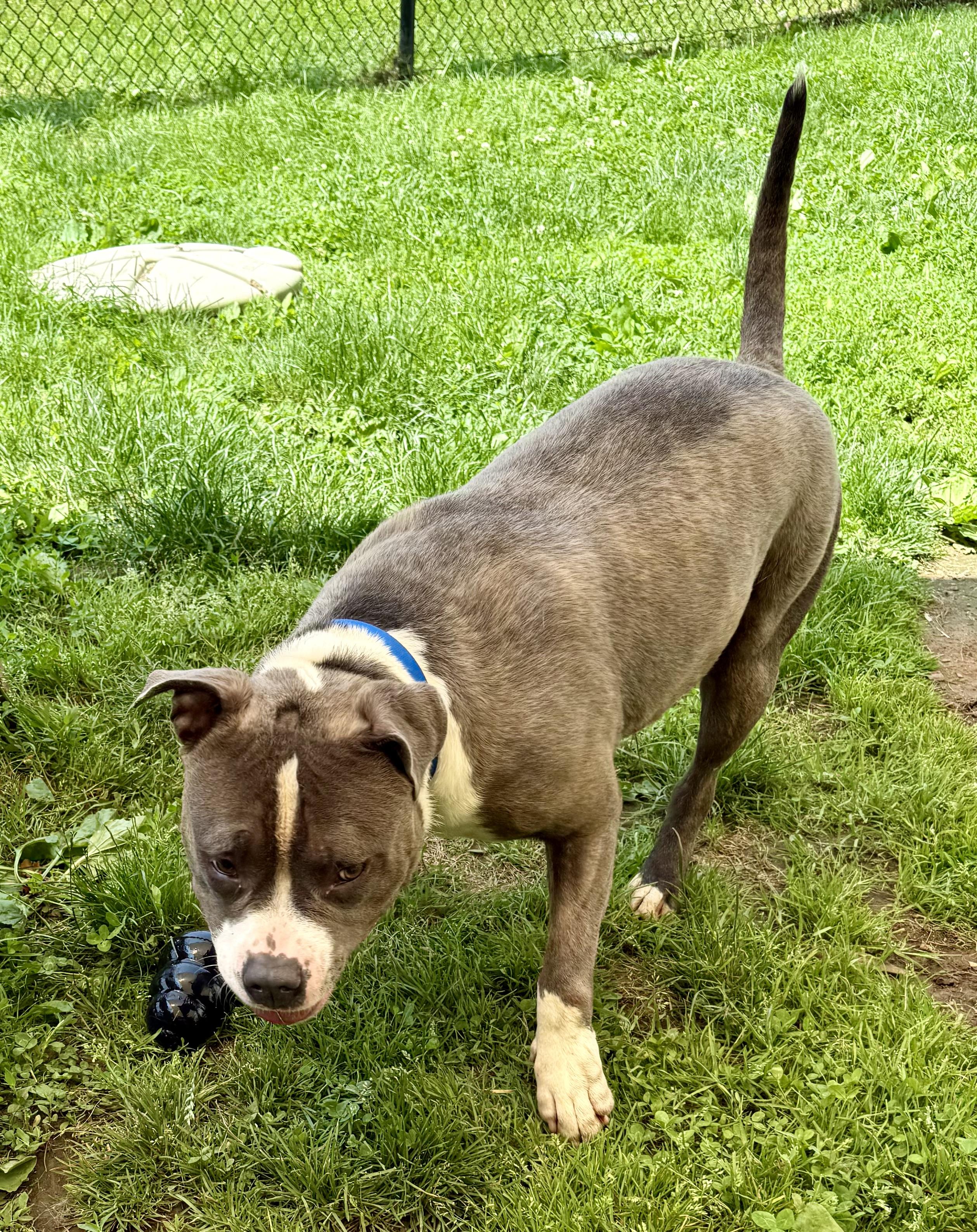 Tank, a Adoptable mixed breed in Yonkers, NY image 4/6