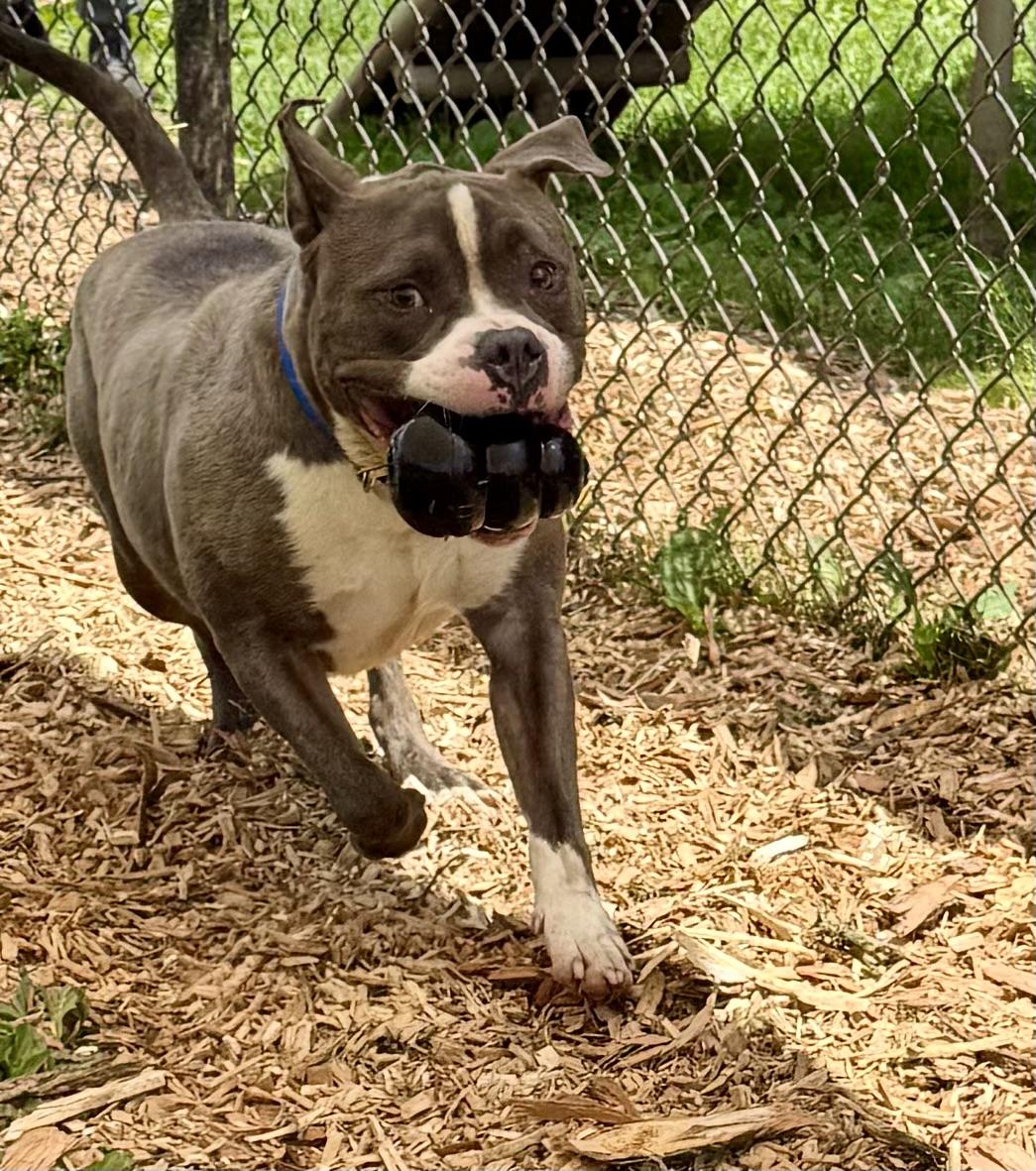 Tank, a Adoptable mixed breed in Yonkers, NY image 5/6