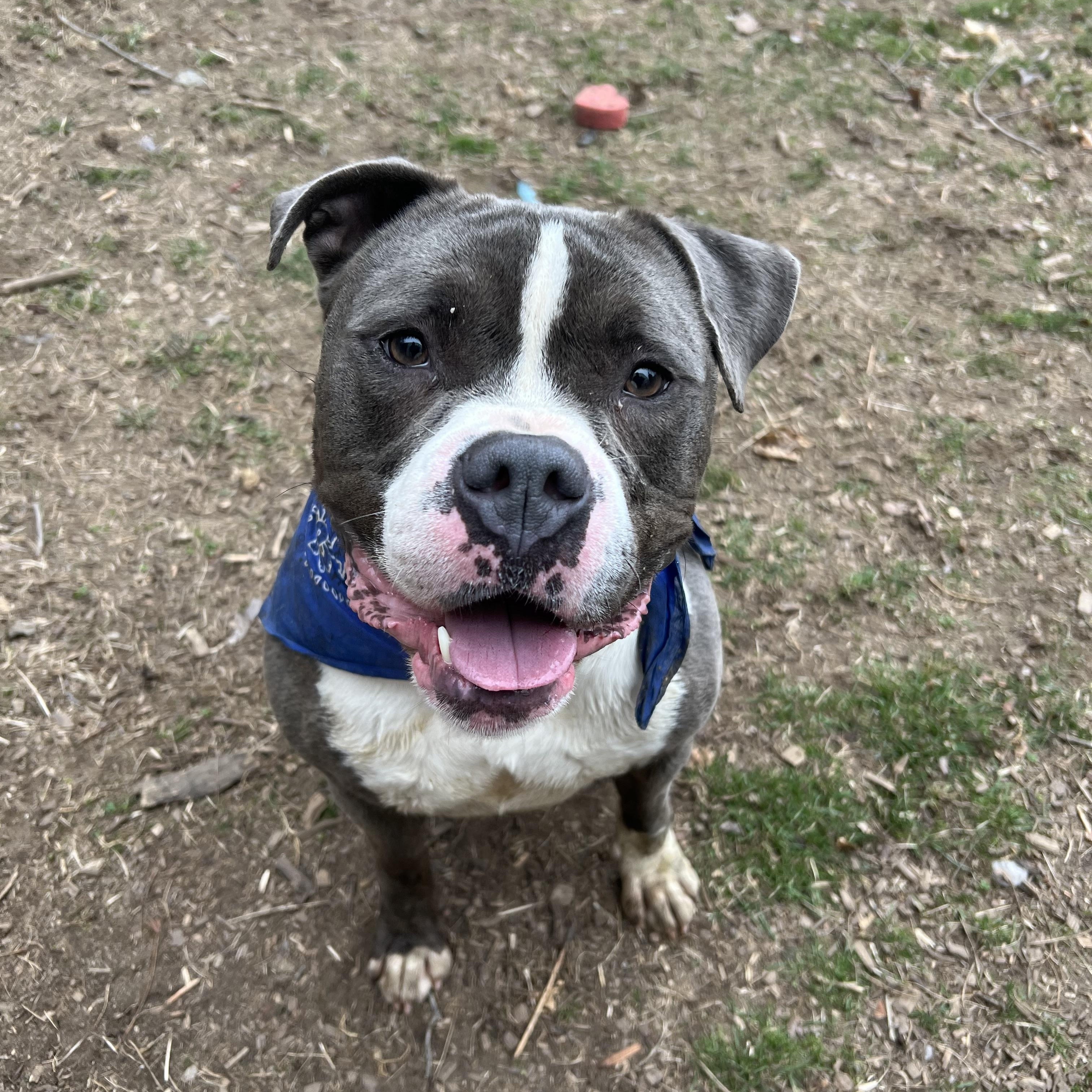 Tank, a Adoptable mixed breed in Yonkers, NY image 1/6