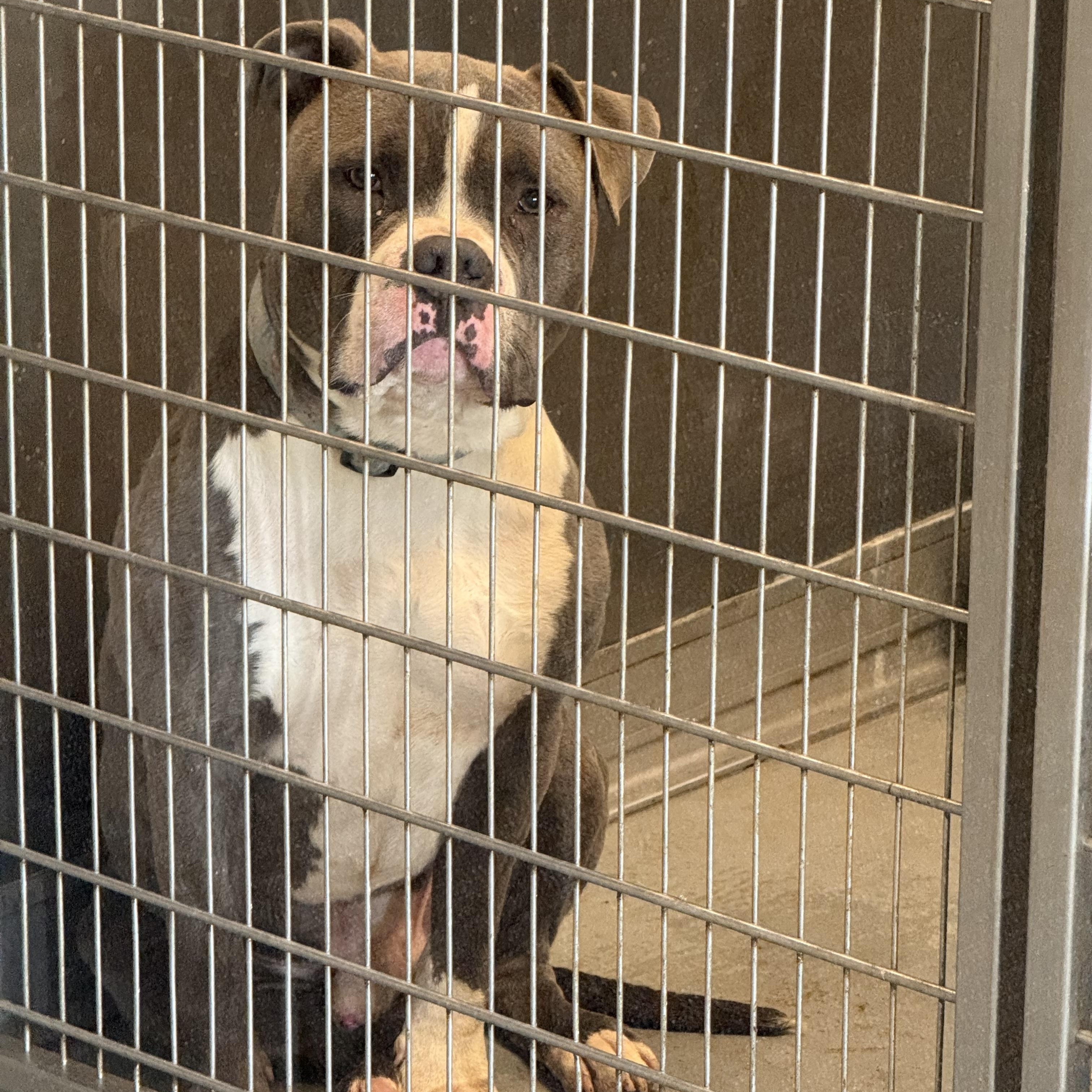 Tank, a Adoptable mixed breed in Yonkers, NY image 6/6