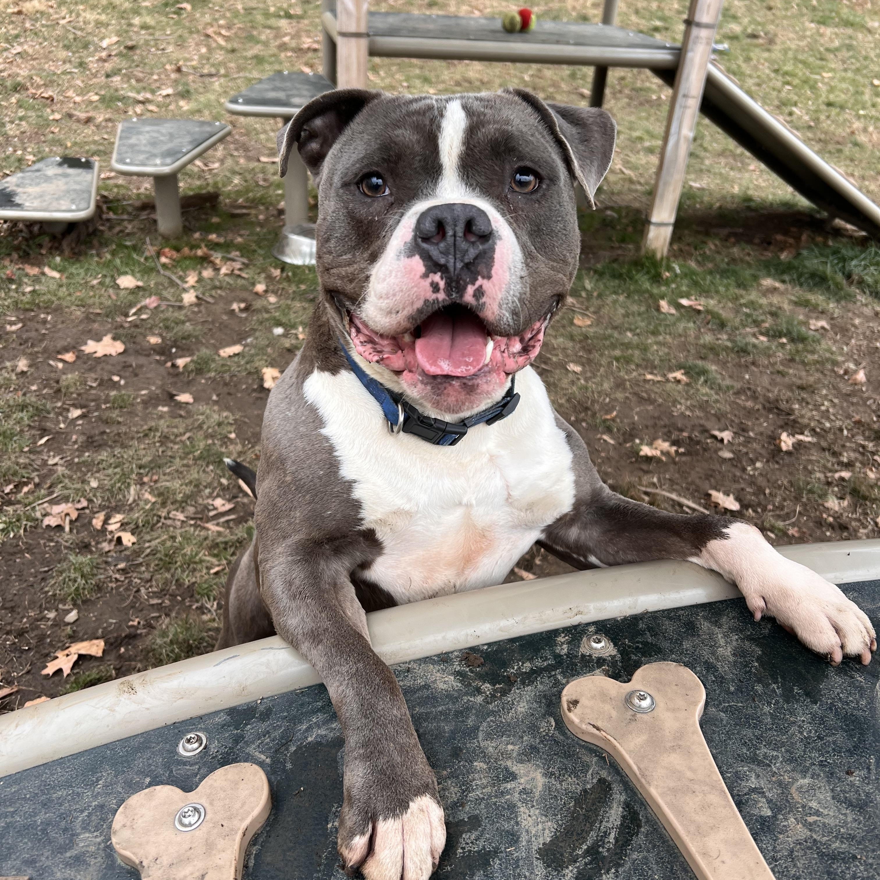 Tank, Adoptable, Young Male American Bully & American Staffordshire Terrier.