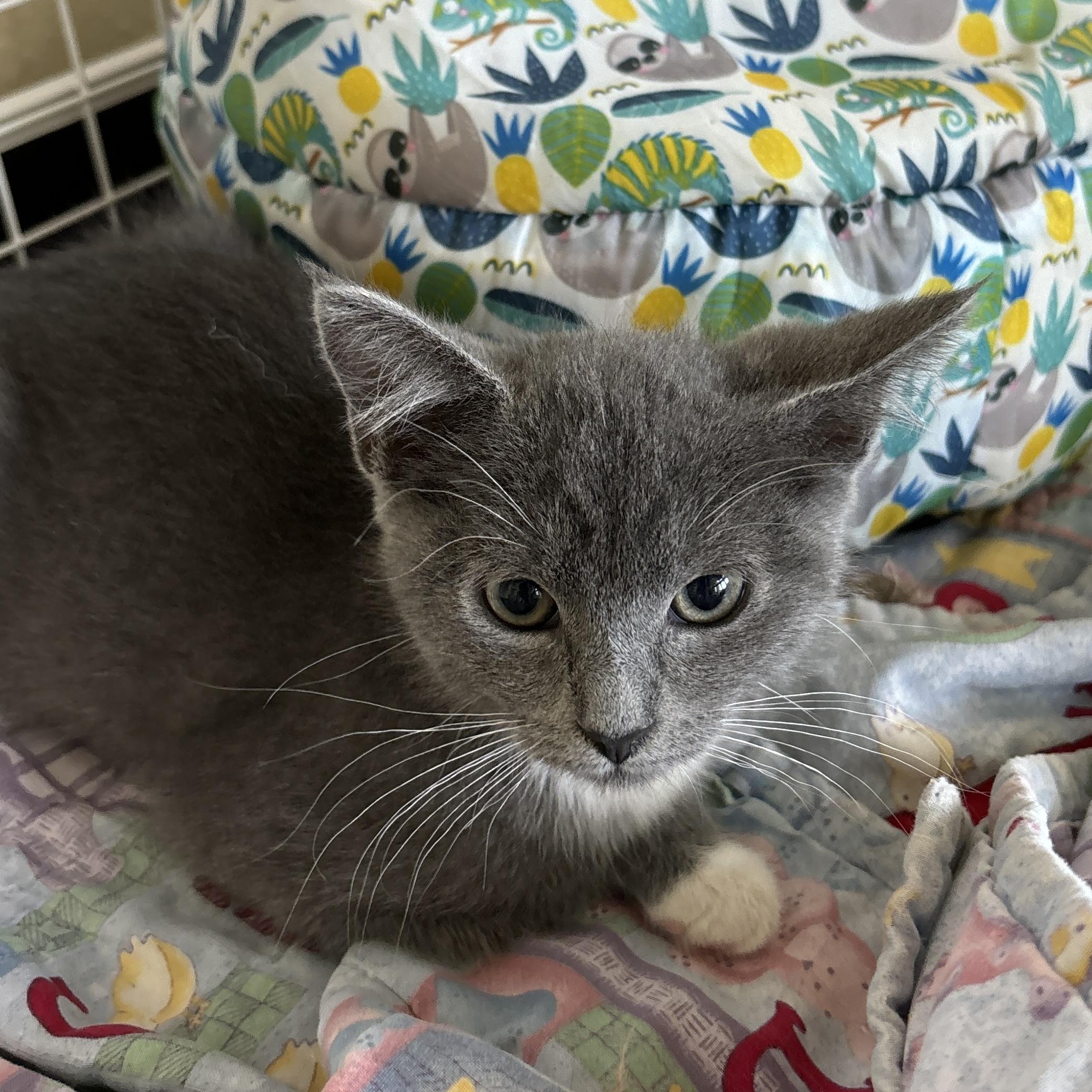 Sage, an adoptable Domestic Short Hair in Ridgway, CO, 81432 | Photo Image 1