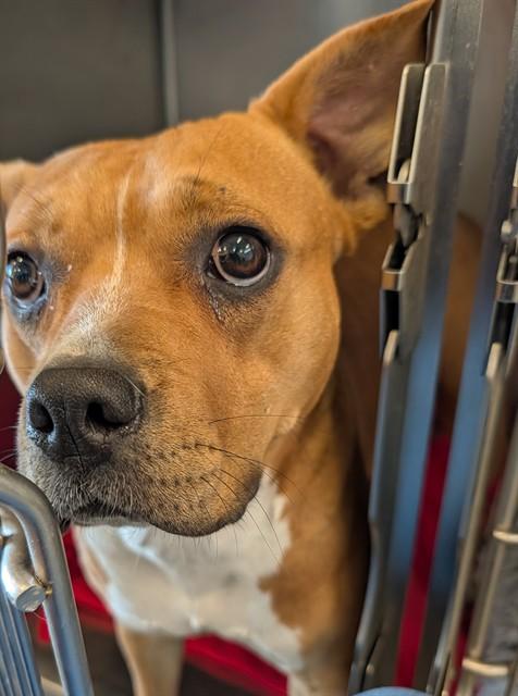 AMORA, Adoptable, Adult Female Pit Bull Terrier & Mixed Breed.