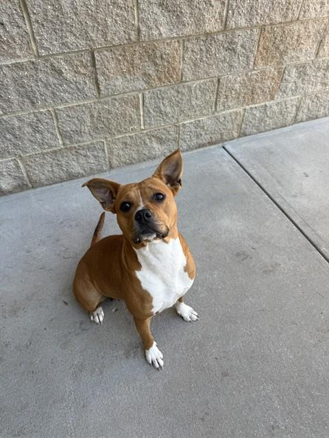 AMORA, Adoptable, Adult Female Pit Bull Terrier & Mixed Breed.