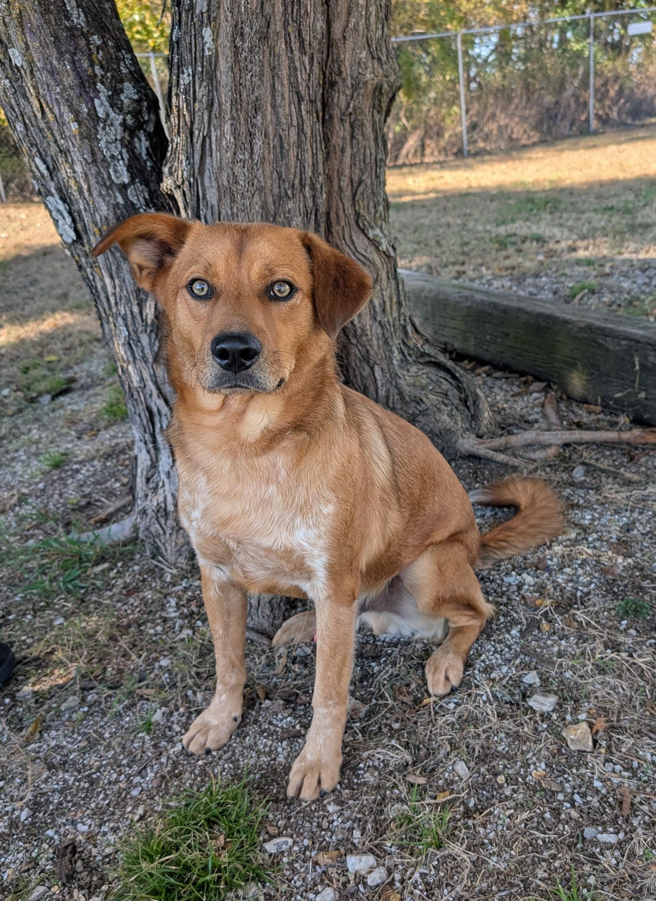 Enlarge Rusty, a Adoptable mixed breed in Parsons, KS image 1/1